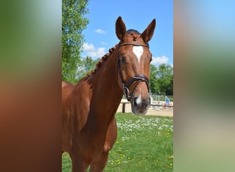 Deutsches Sportpferd, Wallach, 4 Jahre, 171 cm, Dunkelfuchs