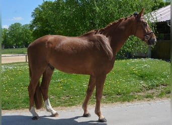 Deutsches Sportpferd, Wallach, 4 Jahre, 171 cm, Dunkelfuchs