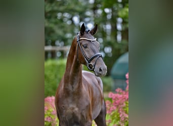 Deutsches Sportpferd, Wallach, 4 Jahre, 171 cm, Rappe