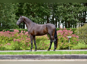 Deutsches Sportpferd, Wallach, 4 Jahre, 171 cm, Rappe