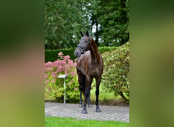 Deutsches Sportpferd, Wallach, 4 Jahre, 171 cm, Rappe