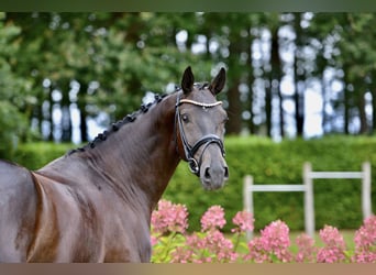 Deutsches Sportpferd, Wallach, 4 Jahre, 171 cm, Rappe