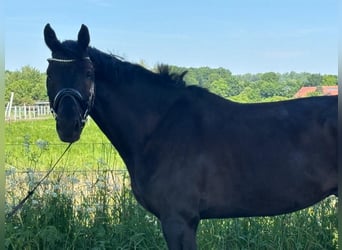 Deutsches Sportpferd, Wallach, 4 Jahre, 171 cm, Rappe