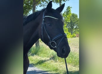 Deutsches Sportpferd, Wallach, 4 Jahre, 171 cm, Rappe