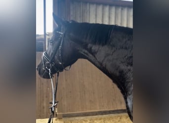 Deutsches Sportpferd, Wallach, 4 Jahre, 171 cm, Rappe