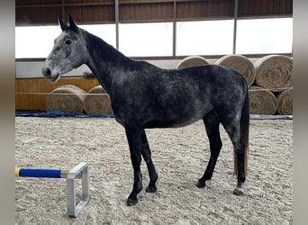 Deutsches Sportpferd, Wallach, 4 Jahre, 172 cm, Apfelschimmel