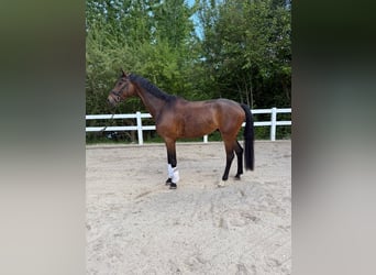 Deutsches Sportpferd, Wallach, 4 Jahre, 172 cm, Brauner