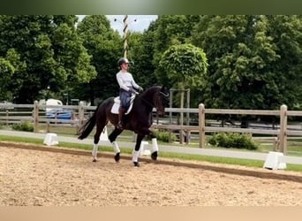 Deutsches Sportpferd, Wallach, 4 Jahre, 172 cm, Brauner