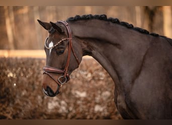 Deutsches Sportpferd, Wallach, 4 Jahre, 172 cm, Brauner