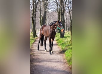 Deutsches Sportpferd, Wallach, 4 Jahre, 172 cm, Brauner