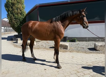 Deutsches Sportpferd, Wallach, 4 Jahre, 172 cm, Brauner