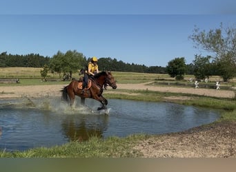Deutsches Sportpferd, Wallach, 4 Jahre, 172 cm, Brauner