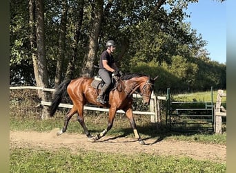 Deutsches Sportpferd, Wallach, 4 Jahre, 172 cm, Brauner