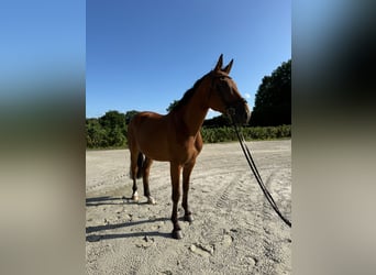 Deutsches Sportpferd, Wallach, 4 Jahre, 172 cm, Brauner