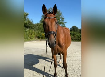 Deutsches Sportpferd, Wallach, 4 Jahre, 172 cm, Brauner