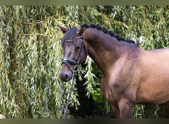 Deutsches Sportpferd, Wallach, 4 Jahre, 172 cm, Dunkelbrauner