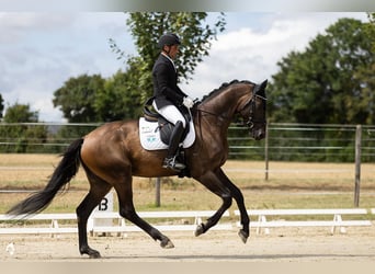 Deutsches Sportpferd, Wallach, 4 Jahre, 172 cm, Dunkelbrauner