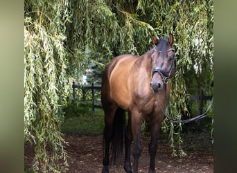 Deutsches Sportpferd, Wallach, 4 Jahre, 172 cm, Dunkelbrauner