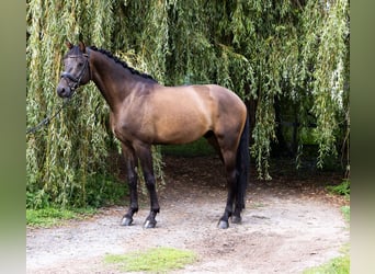 Deutsches Sportpferd, Wallach, 4 Jahre, 172 cm, Dunkelbrauner