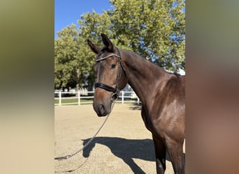 Deutsches Sportpferd, Wallach, 4 Jahre, 172 cm, Dunkelbrauner