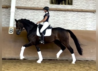 Deutsches Sportpferd, Wallach, 4 Jahre, 172 cm, Dunkelbrauner