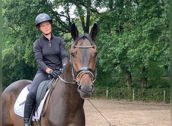 Deutsches Sportpferd, Wallach, 4 Jahre, 172 cm, Dunkelbrauner