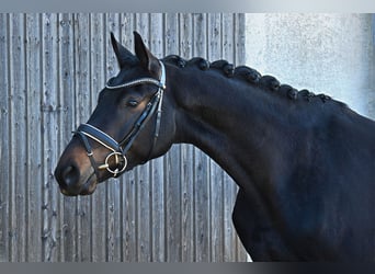 Deutsches Sportpferd, Wallach, 4 Jahre, 172 cm, Dunkelbrauner