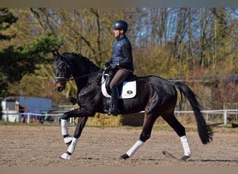 Deutsches Sportpferd, Wallach, 4 Jahre, 172 cm, Dunkelbrauner
