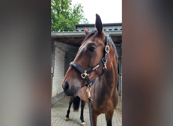 Deutsches Sportpferd, Wallach, 4 Jahre, 172 cm, Dunkelbrauner