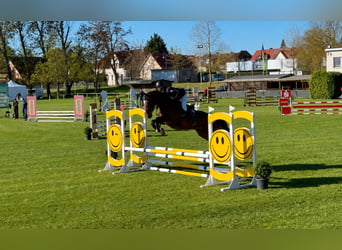 Deutsches Sportpferd, Wallach, 4 Jahre, 172 cm, Dunkelbrauner