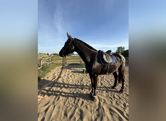 Deutsches Sportpferd, Wallach, 4 Jahre, 172 cm, Dunkelbrauner