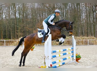 Deutsches Sportpferd, Wallach, 4 Jahre, 172 cm, Dunkelbrauner