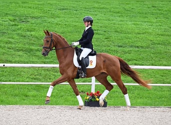 Deutsches Sportpferd, Wallach, 4 Jahre, 172 cm, Dunkelfuchs