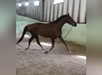 Deutsches Sportpferd, Wallach, 4 Jahre, 172 cm, Dunkelfuchs