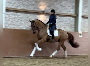 Deutsches Sportpferd, Wallach, 4 Jahre, 172 cm, Fuchs