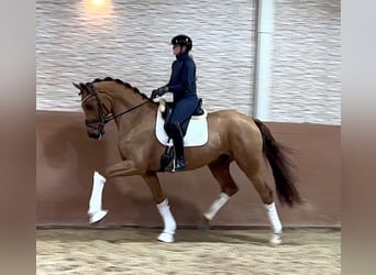 Deutsches Sportpferd, Wallach, 4 Jahre, 172 cm, Fuchs