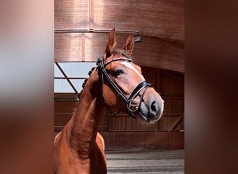 Deutsches Sportpferd, Wallach, 4 Jahre, 172 cm, Fuchs