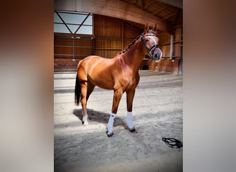Deutsches Sportpferd, Wallach, 4 Jahre, 172 cm, Fuchs