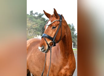 Deutsches Sportpferd, Wallach, 4 Jahre, 172 cm, Fuchs