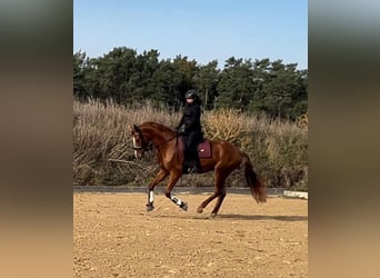 Deutsches Sportpferd, Wallach, 4 Jahre, 172 cm, Fuchs