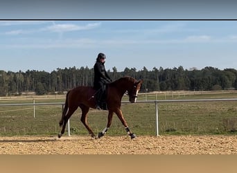 Deutsches Sportpferd, Wallach, 4 Jahre, 172 cm, Fuchs