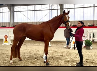 Deutsches Sportpferd, Wallach, 4 Jahre, 172 cm, Fuchs