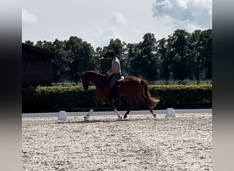 Deutsches Sportpferd, Wallach, 4 Jahre, 172 cm, Fuchs