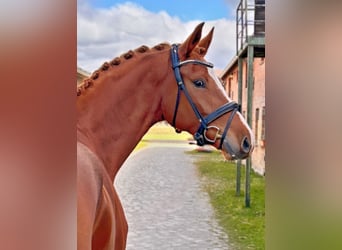 Deutsches Sportpferd, Wallach, 4 Jahre, 172 cm, Fuchs