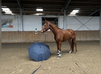 Deutsches Sportpferd, Wallach, 4 Jahre, 172 cm, Fuchs