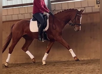 Deutsches Sportpferd, Wallach, 4 Jahre, 172 cm, Fuchs