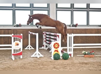 Deutsches Sportpferd, Wallach, 4 Jahre, 172 cm, Fuchs