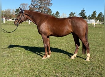 Deutsches Sportpferd, Wallach, 4 Jahre, 172 cm, Fuchs