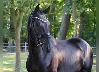 Deutsches Sportpferd, Wallach, 4 Jahre, 172 cm, Rappe
