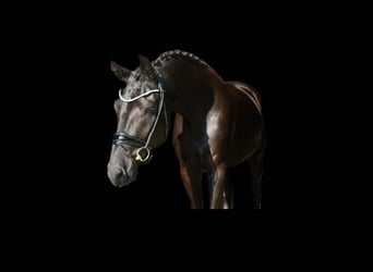 Deutsches Sportpferd, Wallach, 4 Jahre, 172 cm, Rappe